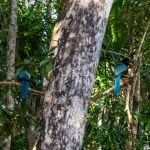 yucatan jay blue bird cenote corazon tulum mexico jungle