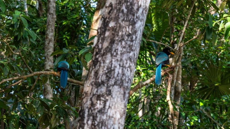 yucatan jay blue bird cenote corazon tulum mexico jungle