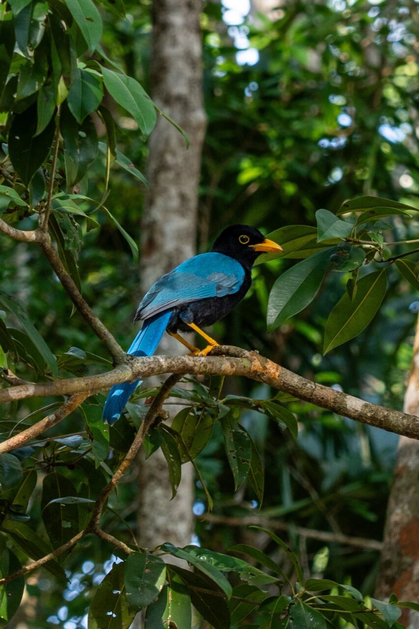 yucatan jay blue jay