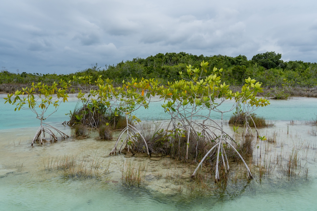 mangroves los rapidos bacalar mexico