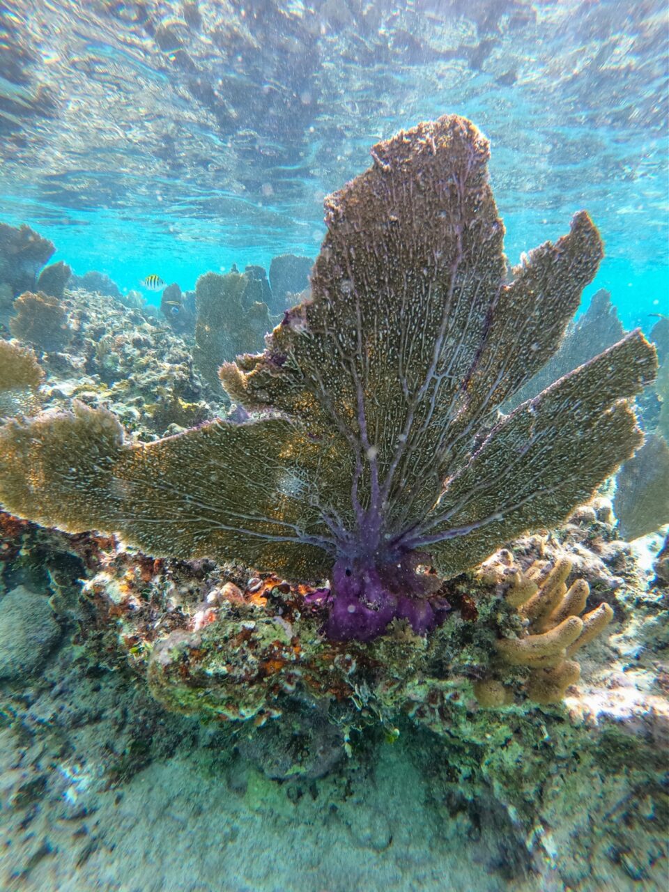 soft coral cozumel go pro