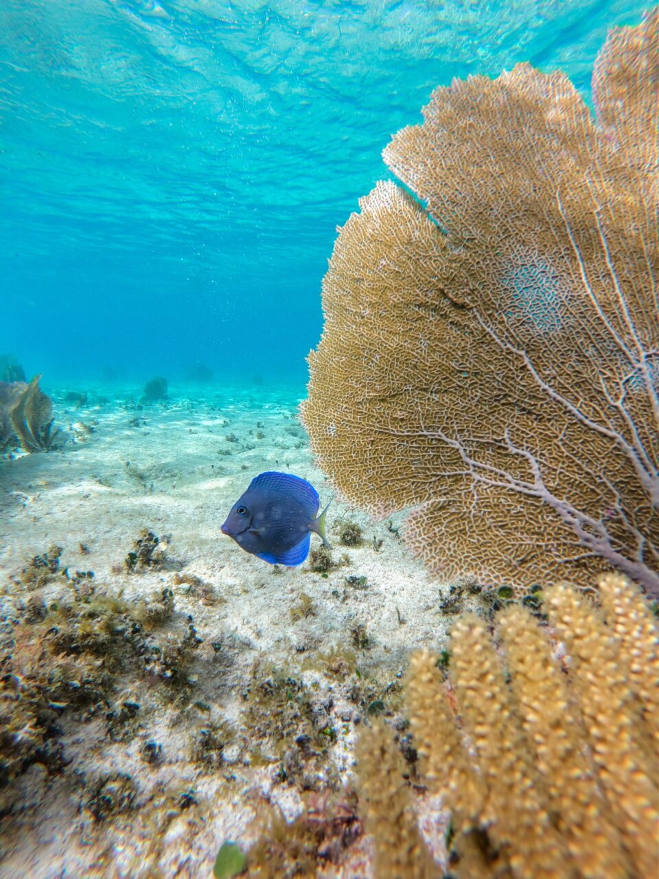 soft coral cozumel ocean