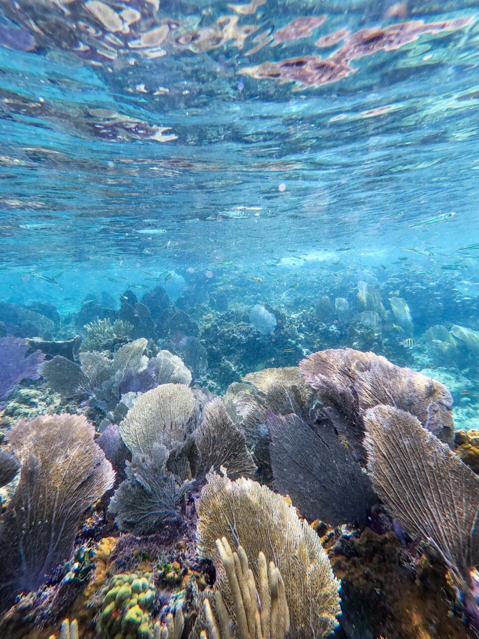 cozumel snorkelling sky reef