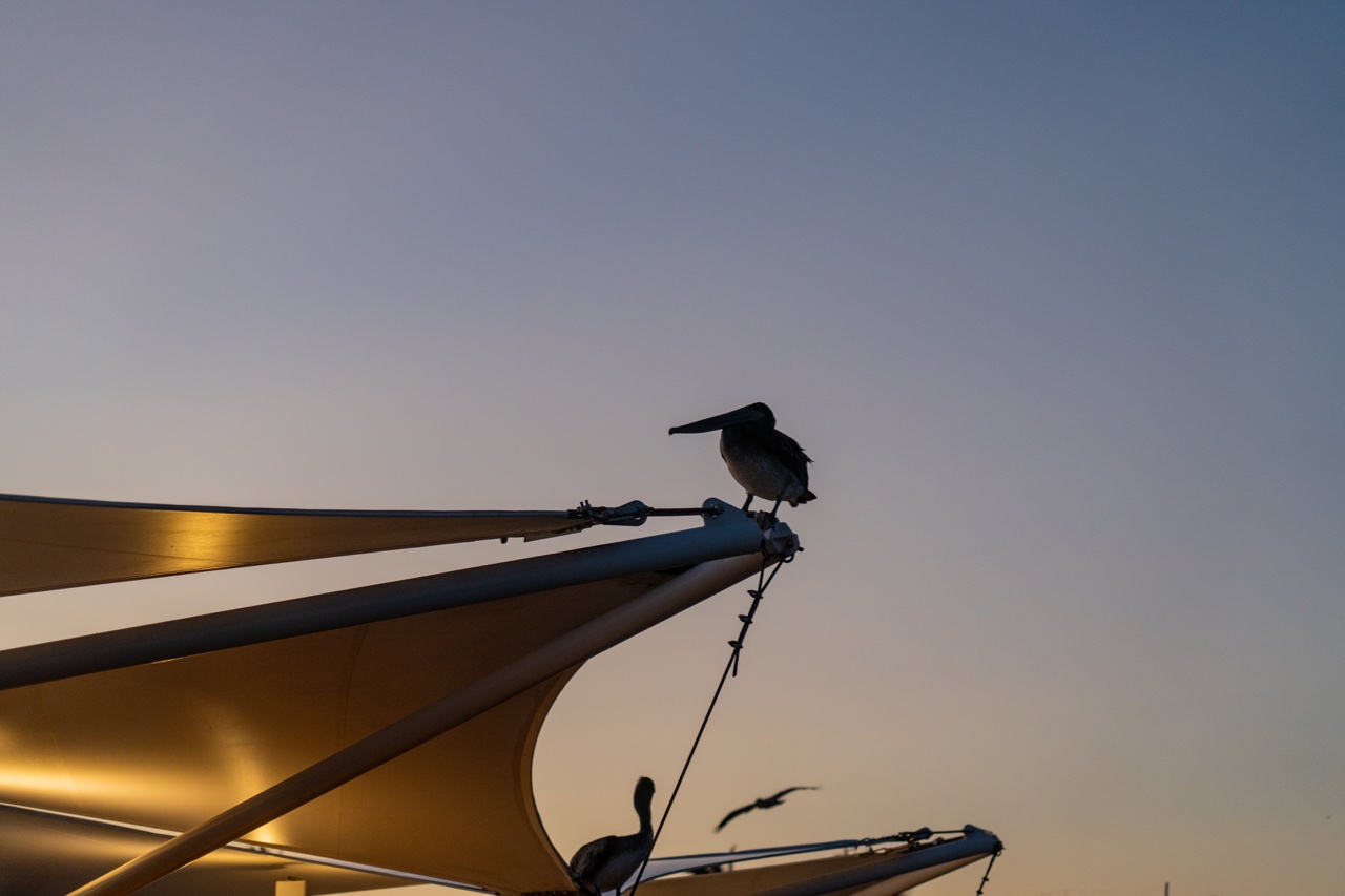 Pelican, Galapagos Islands