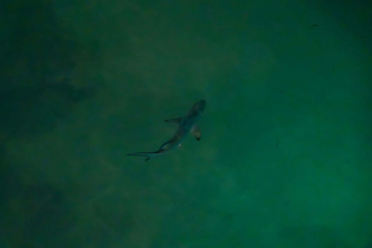 Reef shark in the Galapagos