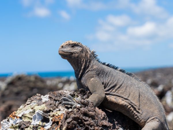GALAVANTING IN THE GALAPAGOS