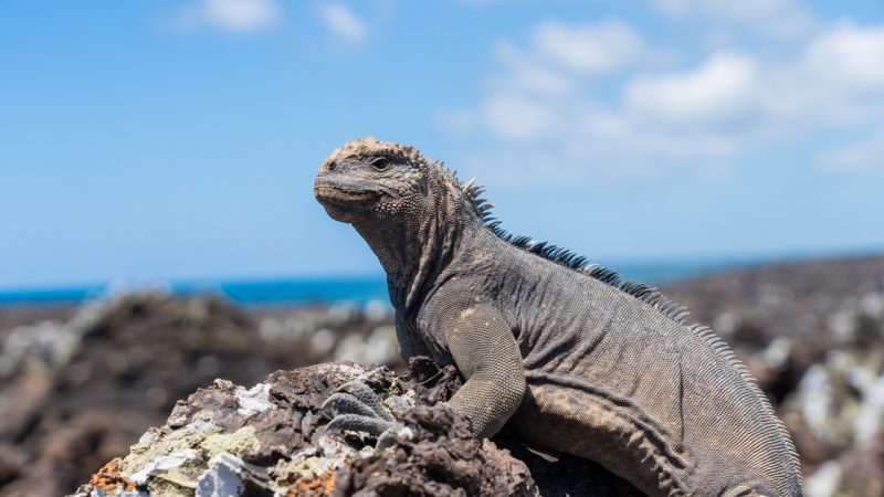 GALAVANTING IN THE GALAPAGOS