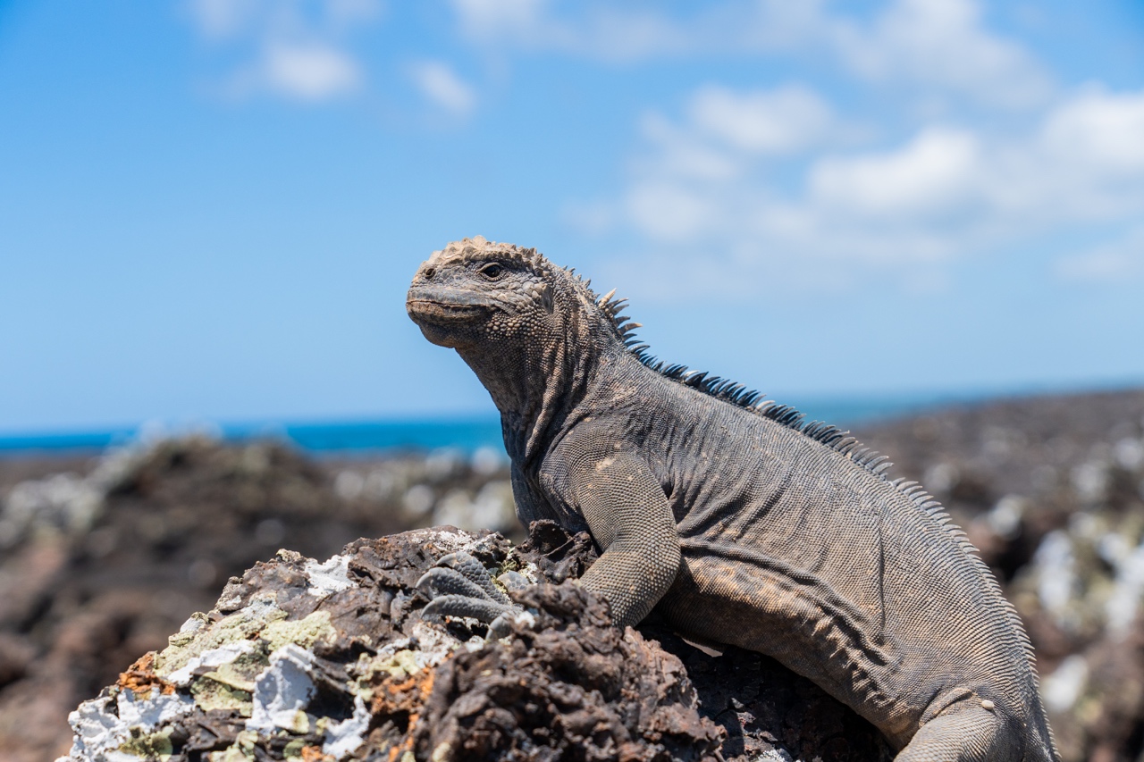 GALAVANTING IN THE GALAPAGOS