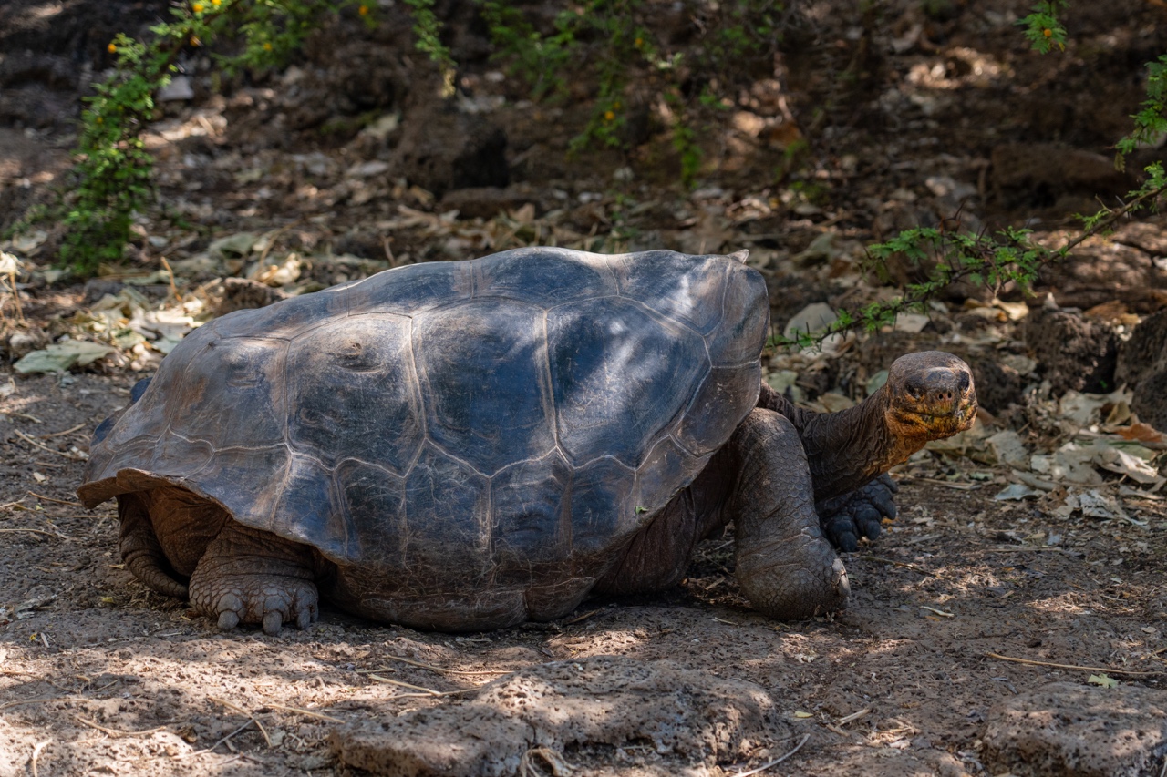 Tortoise in the Galapagos Islands
