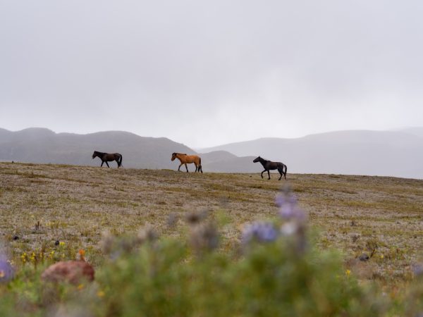 WEEKEND UPDATE #68 – QUEENS OF QUITO