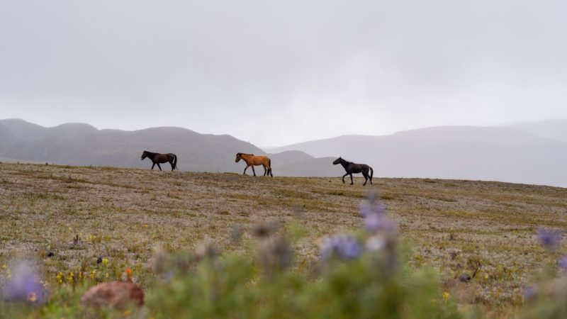 WEEKEND UPDATE #68 – QUEENS OF QUITO