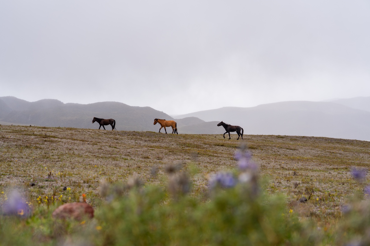 WEEKEND UPDATE #68 – QUEENS OF QUITO