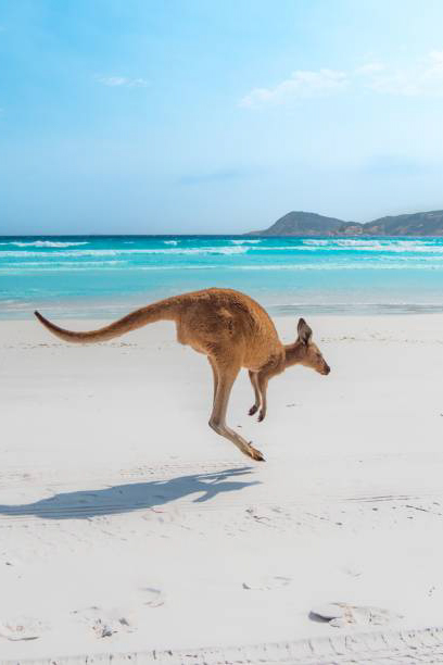 A vertical shot of a kangaroo jumping on a white sand beach