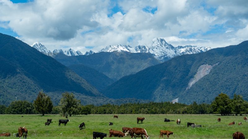 SCENES FROM SOUTH ISLAND