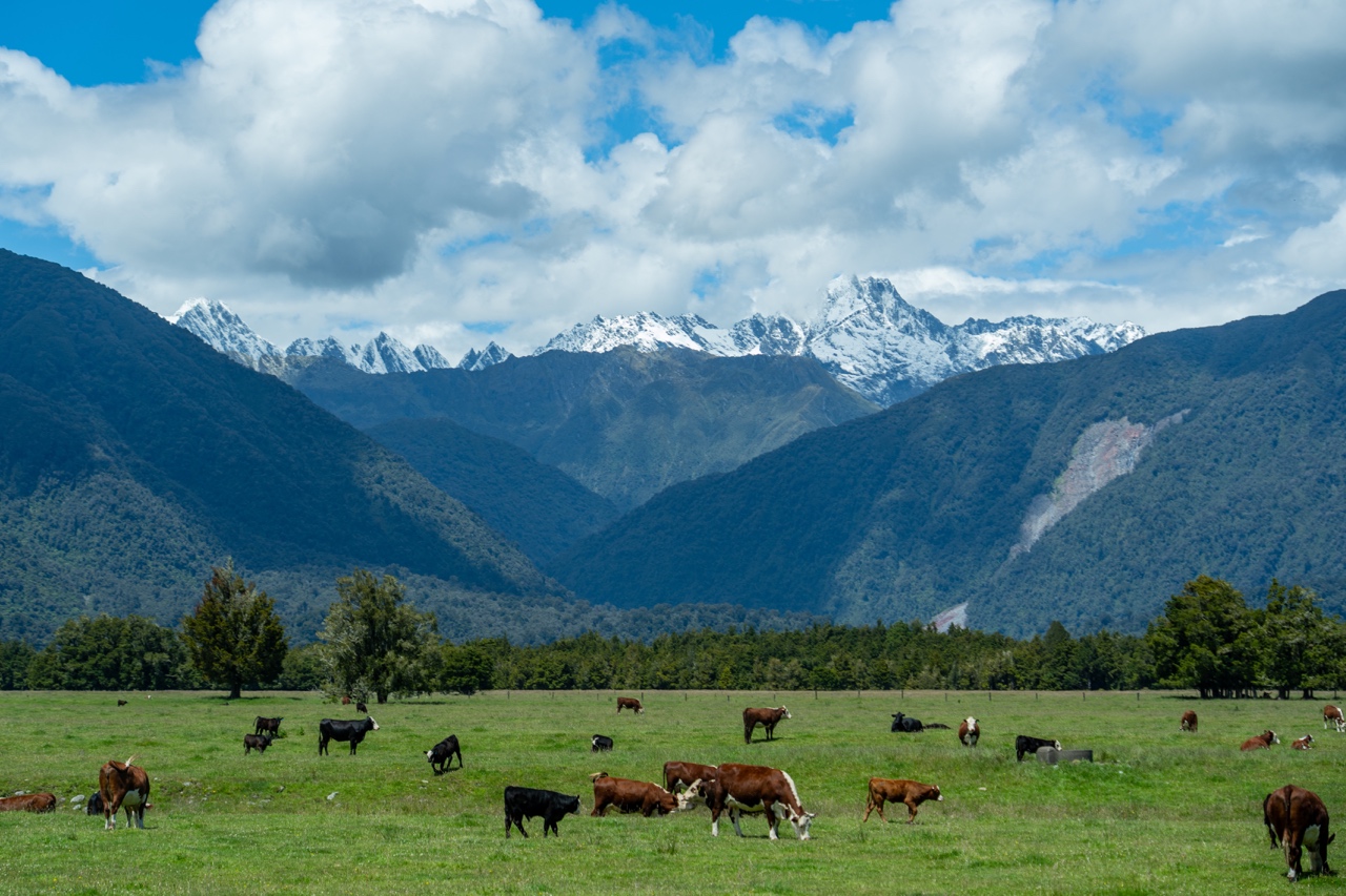 SCENES FROM SOUTH ISLAND