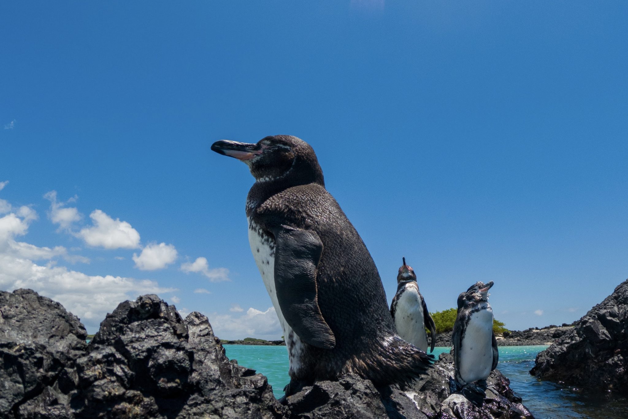 WEEKEND UPDATE #69 – GALAPAGIRLIES