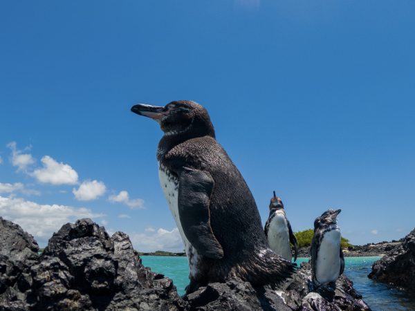 WEEKEND UPDATE #69 – GALAPAGIRLIES