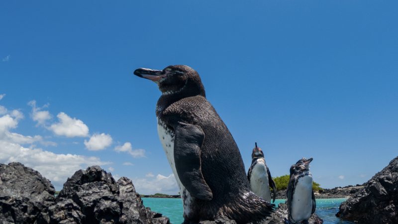 WEEKEND UPDATE #69 – GALAPAGIRLIES